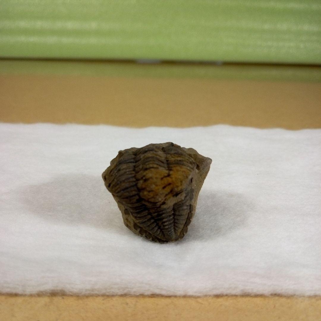 三葉虫 化石 三葉虫化石 究極のレトロ fossil ボリビア産 化石管理番号⑭