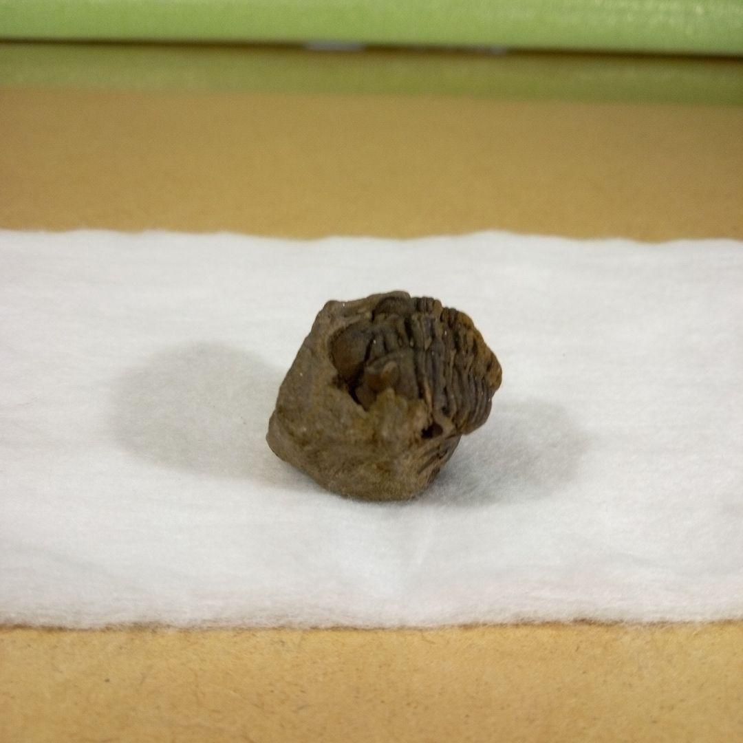 三葉虫 化石 三葉虫化石 究極のレトロ fossil ボリビア産 化石管理番号⑭