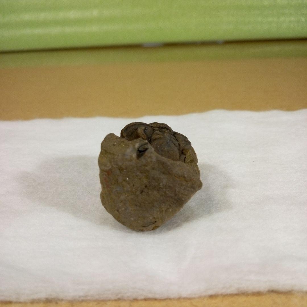 三葉虫 化石 三葉虫化石 究極のレトロ fossil ボリビア産 化石管理番号⑭