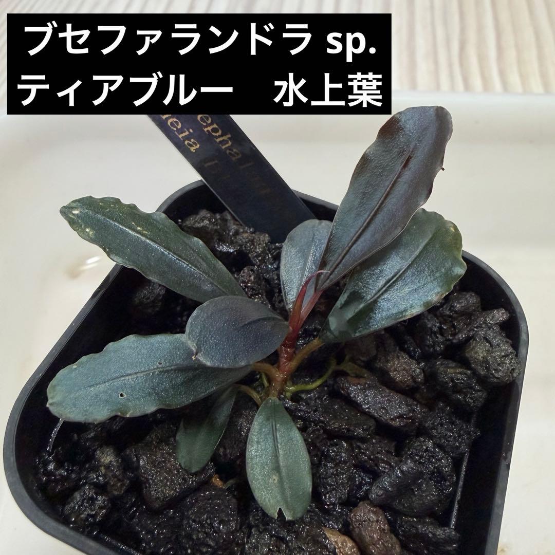 ブセファランドラsp.AW No.1 水上株 タグ付き ブセファランドラ sp