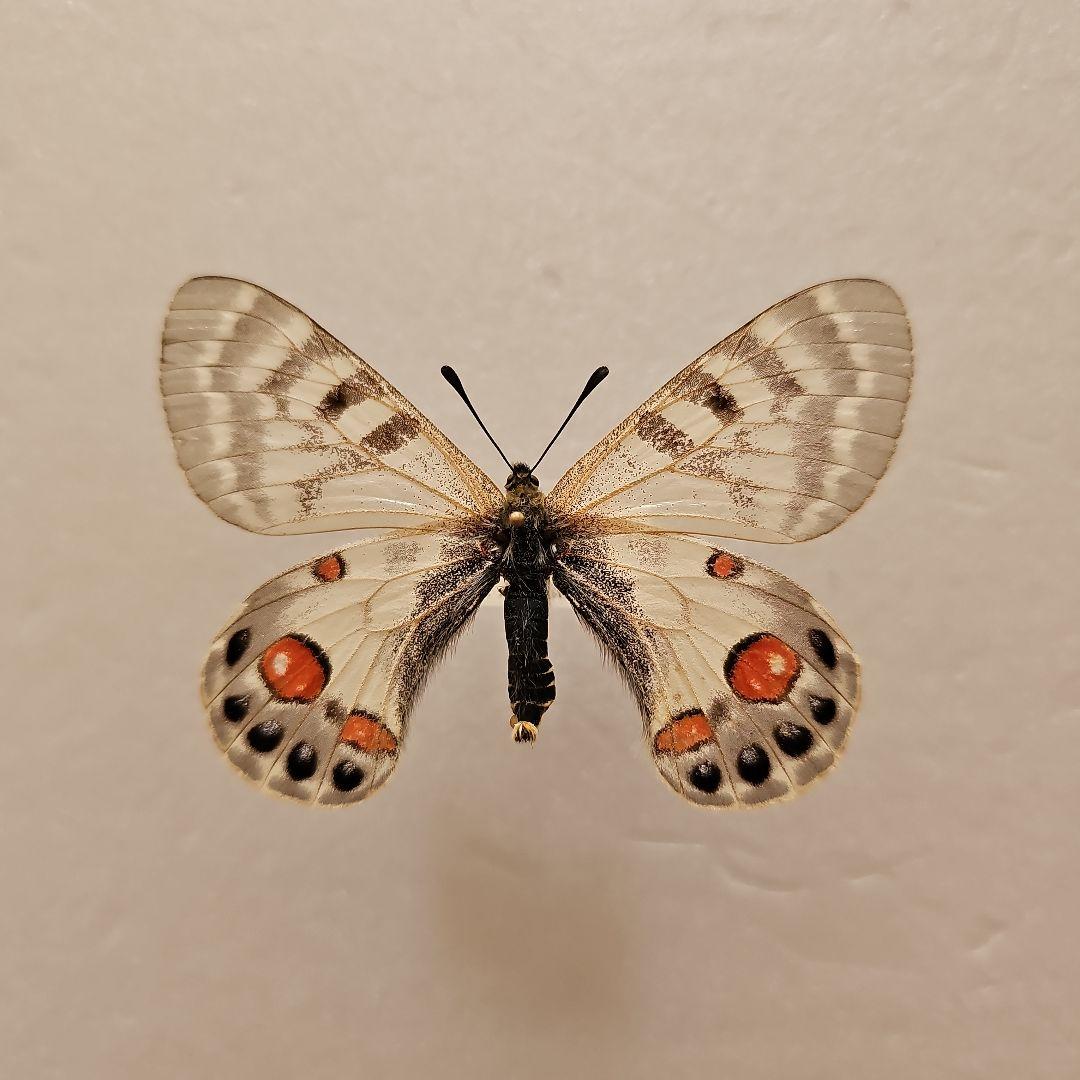 外国産蝶標本】アッコウスバ♂/チベット.ラサ産/54mm