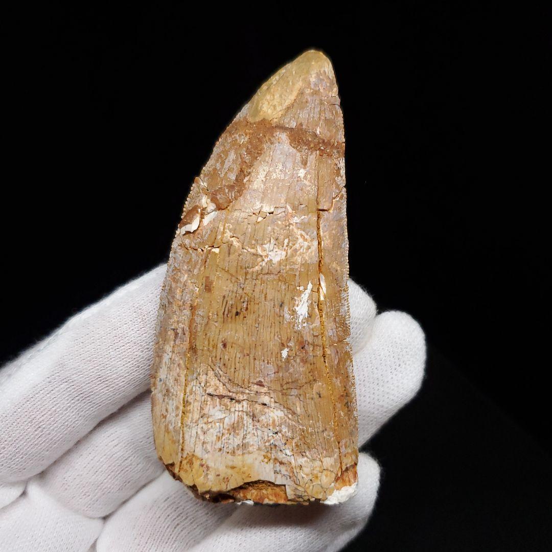 カルカロドントサウルス 歯 化石 本物 モロッコ産 74.06mm fr91