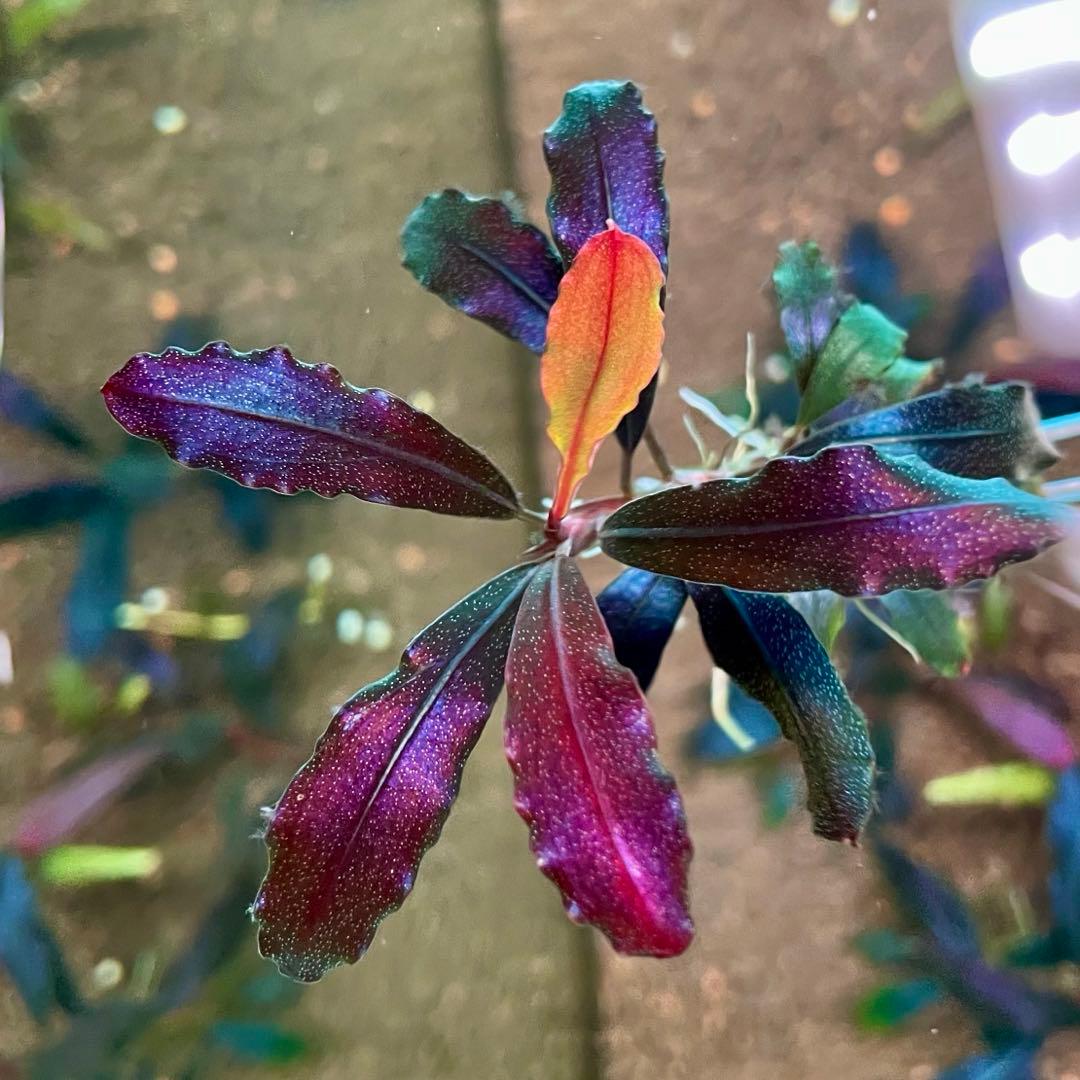 ブセファランドラブラウニーゴーストカリマンタン水中葉