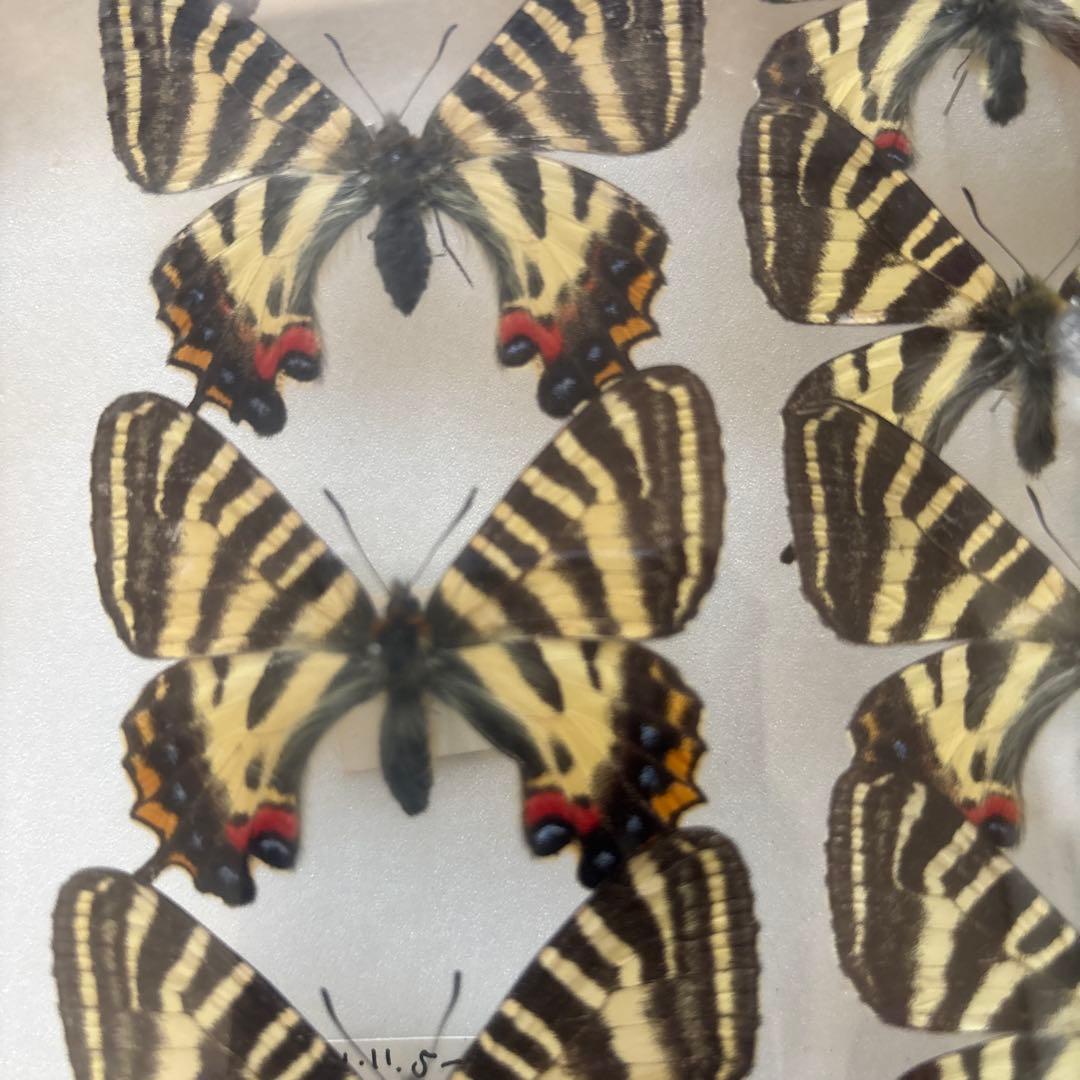 蝶の標本 木製フレーム入り