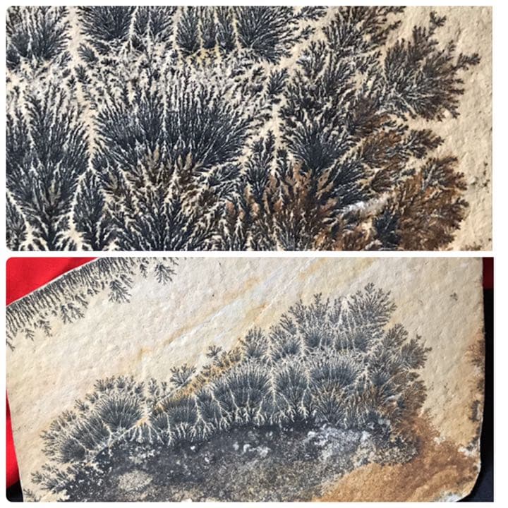 永久に枯れない樹木を封じ込めた石樹形石(しのぶ石) Dendrite