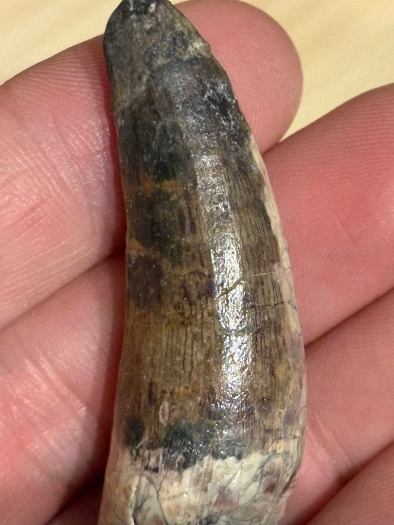 ニジェール産のSuchomimus の歯 化石