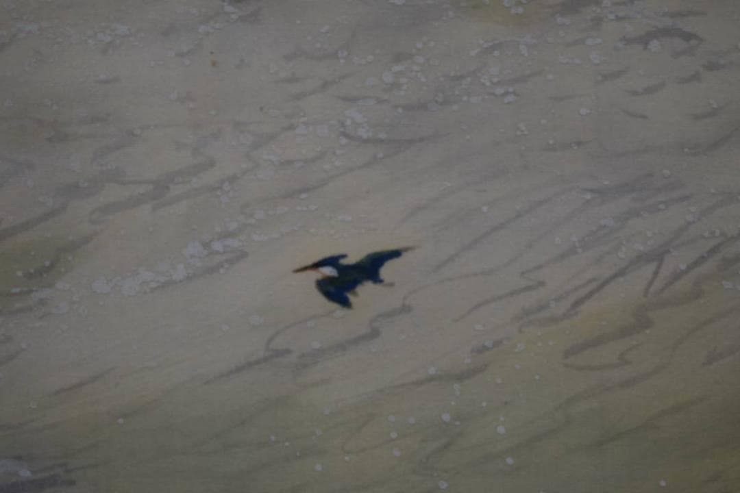 真作/古谷一晁/秋谿/カワセミ図/桐共箱付/布袋屋掛軸HE-213