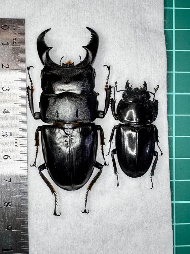 オキナワヒラタクワガタ 野外品ペア標本 オキナワヒラタクワガタ 沖縄県 瀬底島産 ペア（累代WF5 ♂57mm 2025/5