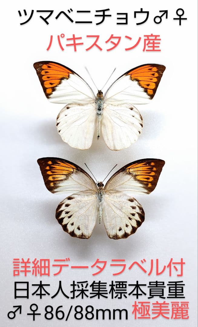 ツマベニチョウ♂♀標本★ パキスタン産★激レア産地貴重日本人採集標本美麗 マレーシア産ツマベニチョウの標本、超貴重なパラタイプだって！綺麗