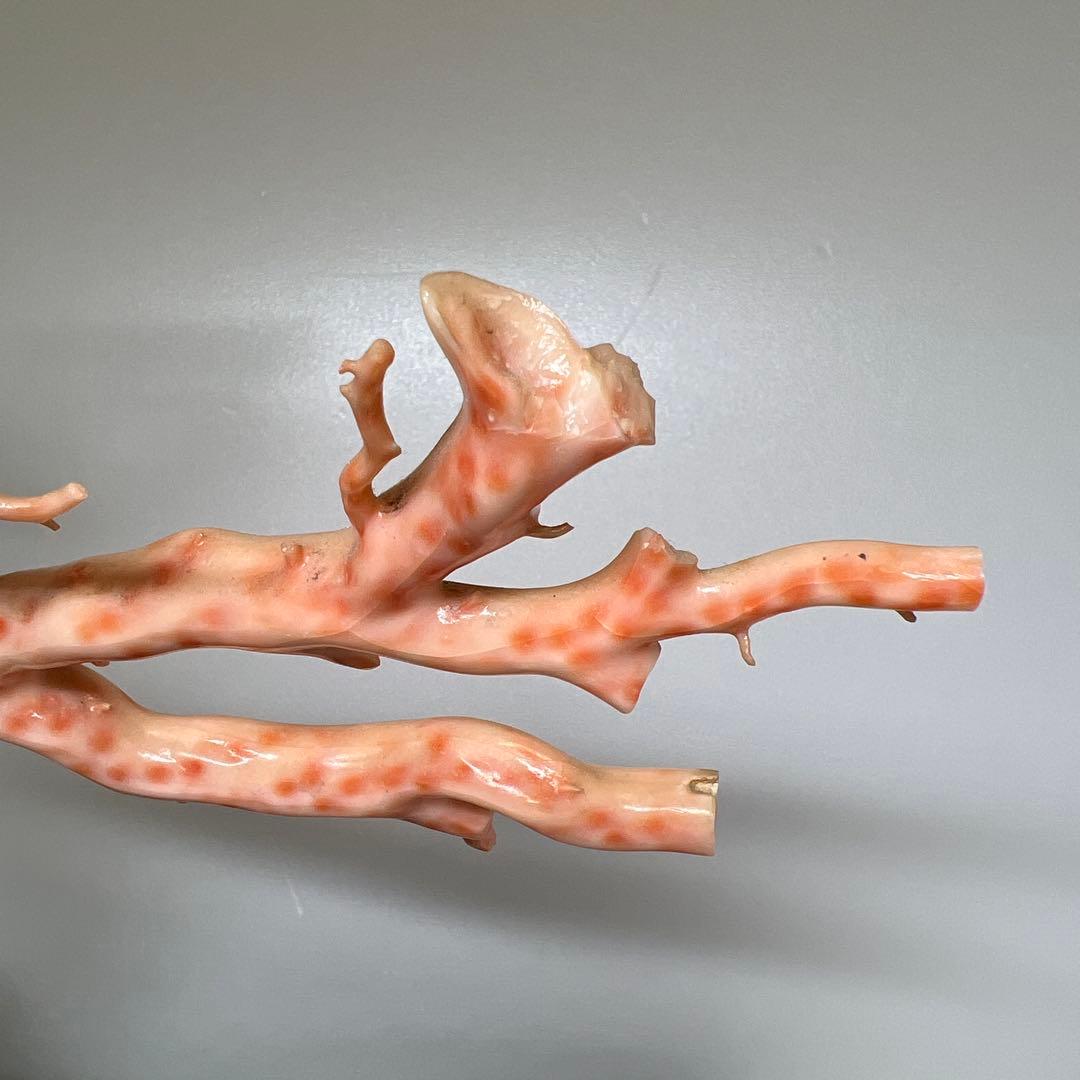 特大 極太桃色珊瑚 台付 3674g 東Y7-1106☆2Fトコオ