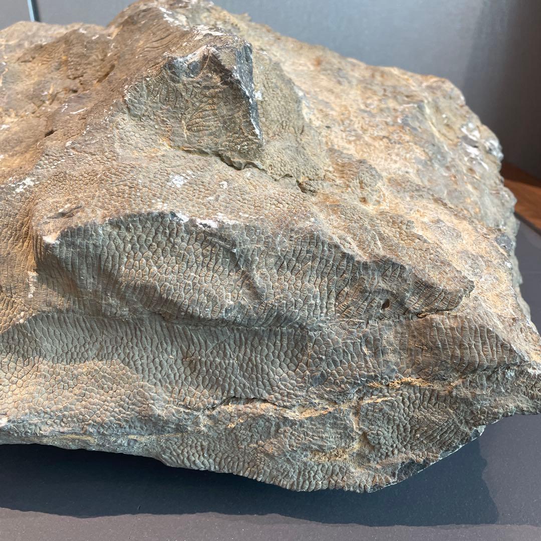 蛇体石 ミケリニア 化石 - メルカリ