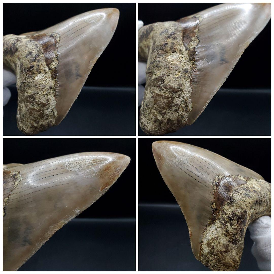 極上 メガロドン 歯 化石 本物 インドネシア 127.05mm mg8