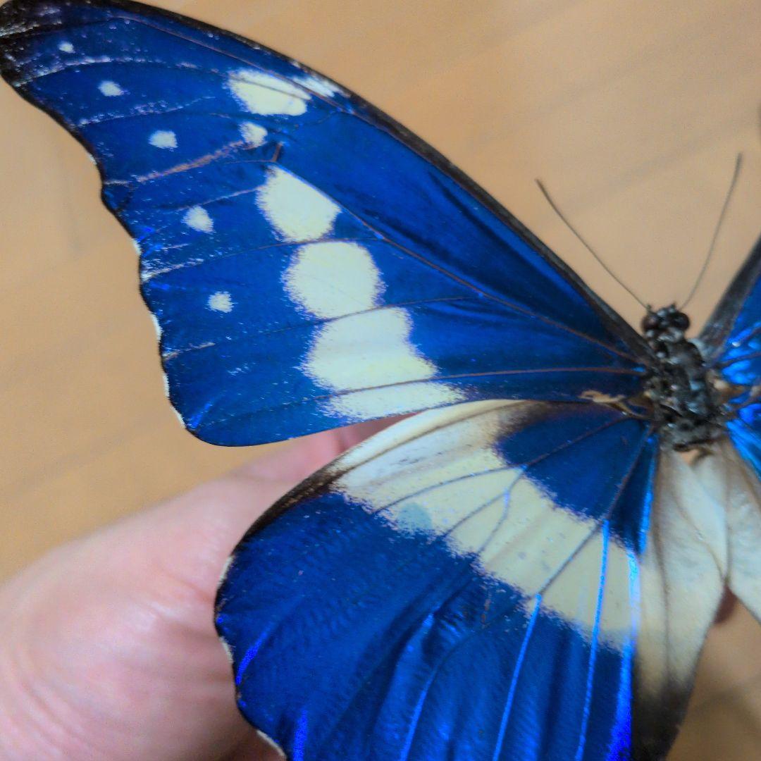 良個体】 蝶標本 昆虫標本 外国産蝶標本 ヘレナモルフォ - メルカリ