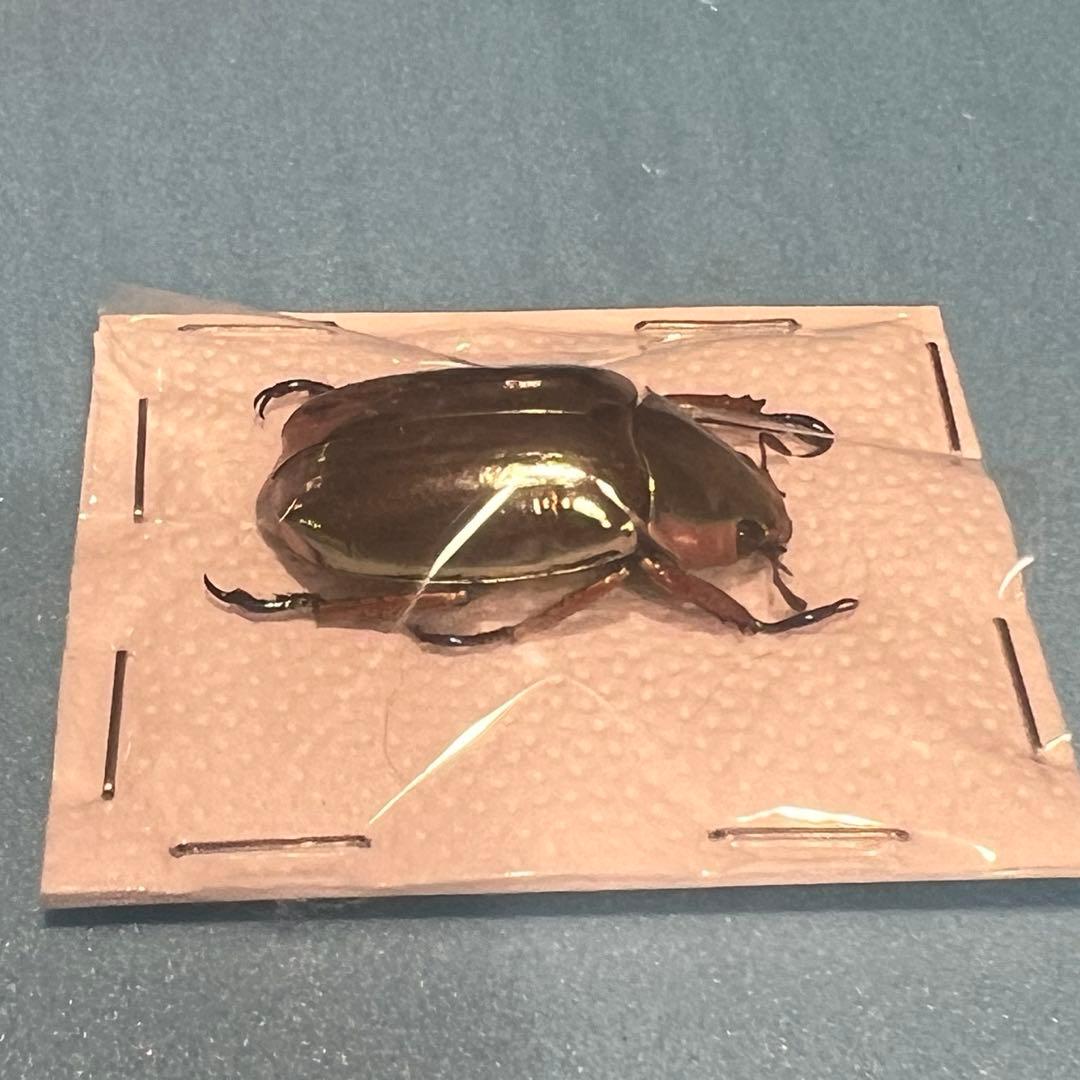 クルサルギレアプラチナコガネ！標本！163 昆虫用品