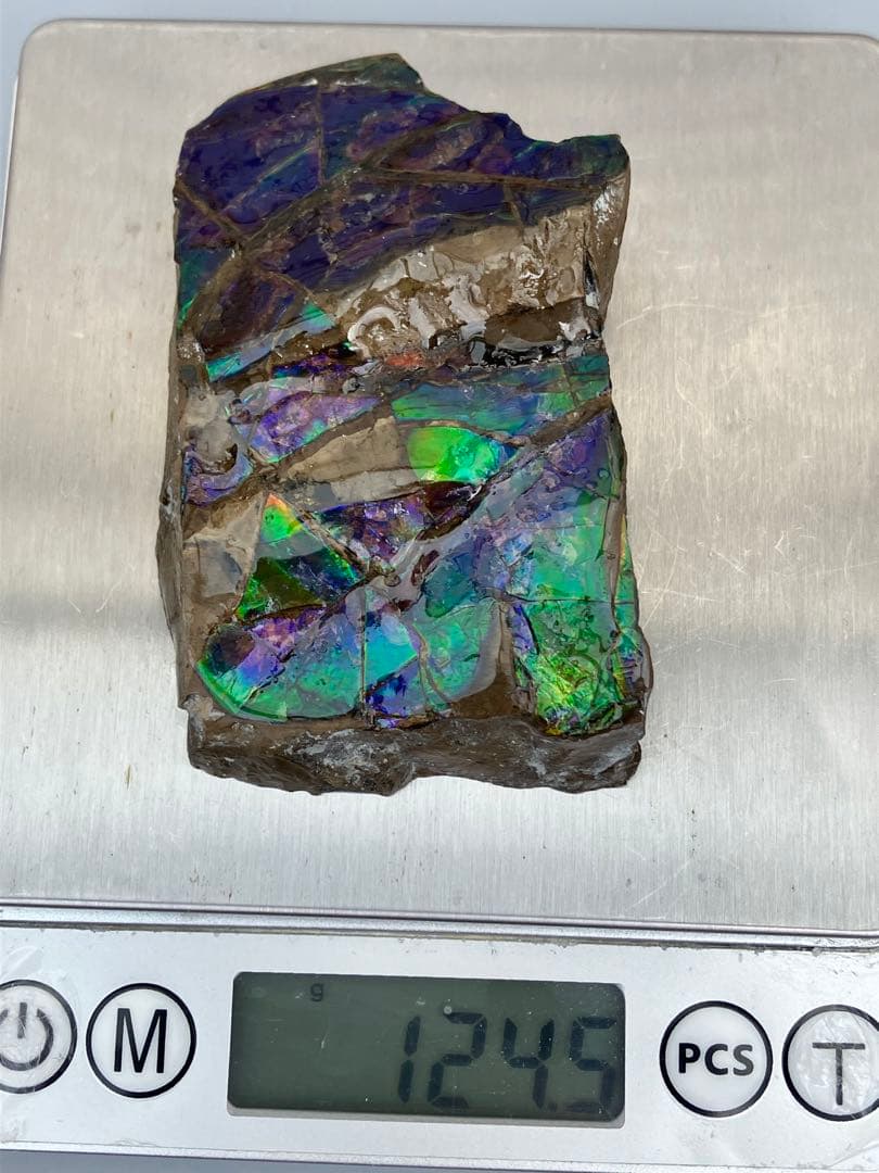 化石原石アンモライトアンモナイト幅7.7cm カナダ産箱付き