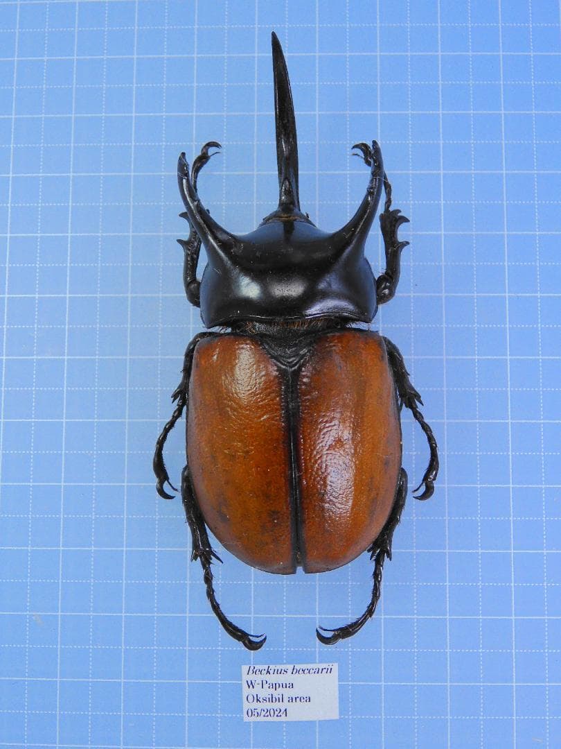 パプア産 サンボンヅノカブト 特大 78mm