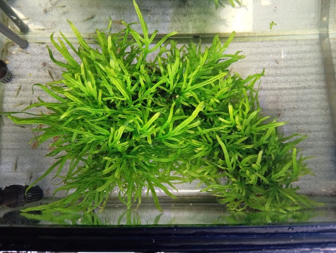 特大 ミクロソリウムsp.パプアニューギニア 流木活着