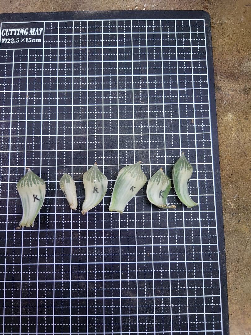 様専用 専用さま専用 メルカリ暗黙のルール「即購入禁止」「〇〇様専用」