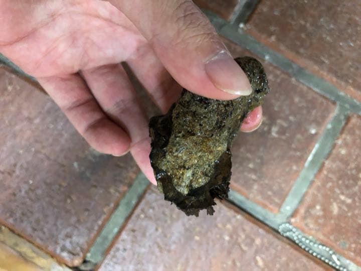 宮沢賢治バタグルミ化石土付き水中保管