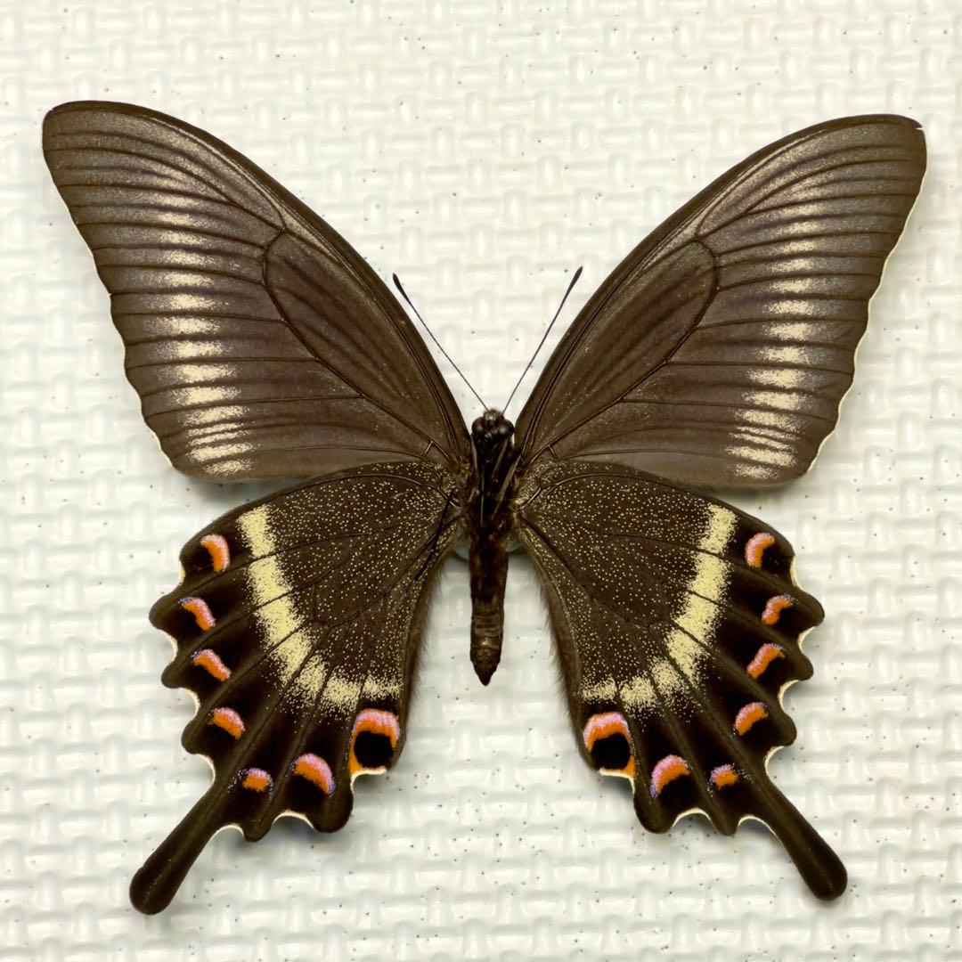 蝶標本 美麗ミヤマカラスアゲハ夏型♂♀ 北海道産 採集品良品