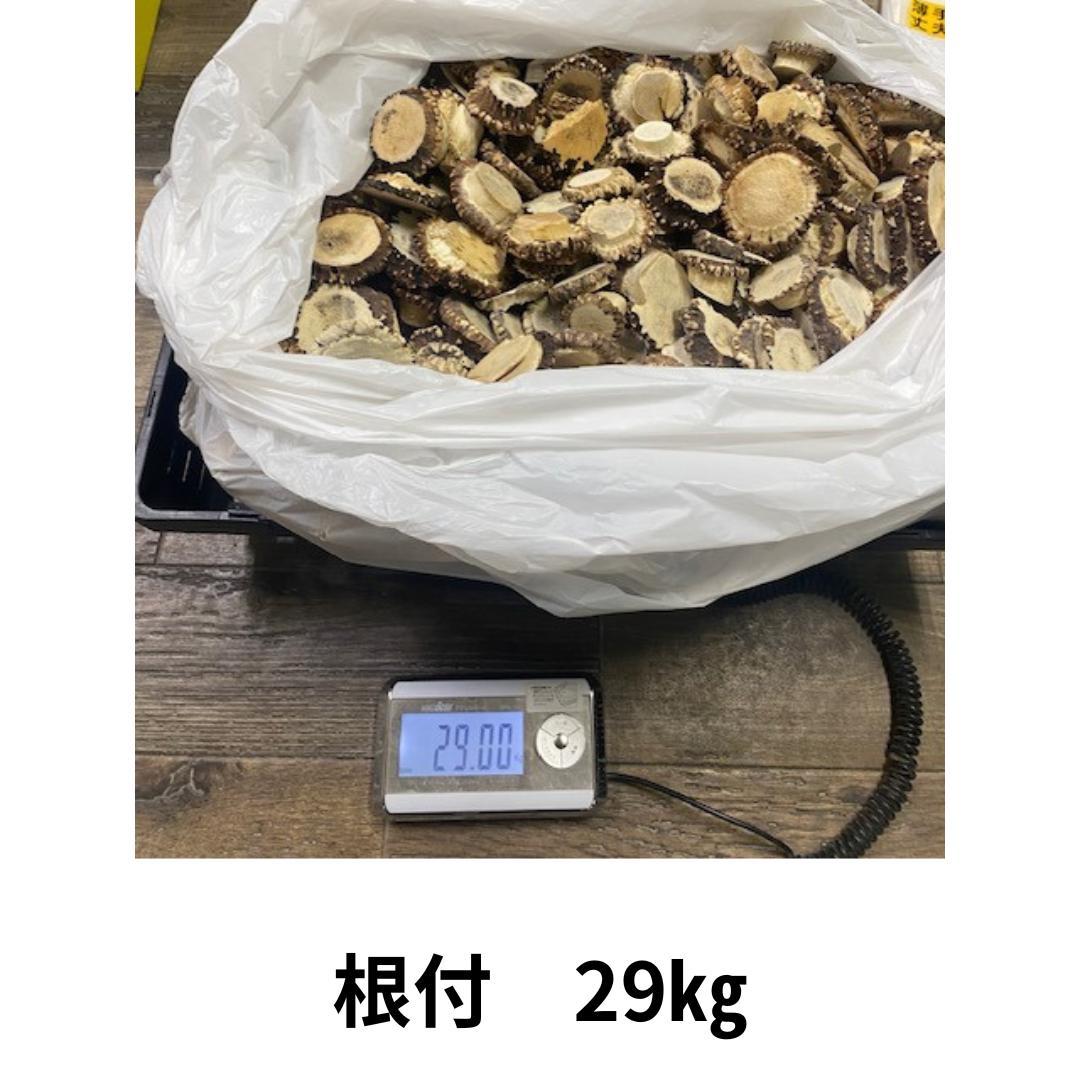 北海道産シカ角おやつ 29kg （根付）