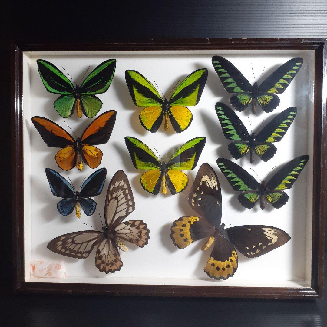 蝶標本　トリバネアゲハ、オオルリアゲハなど19種37頭　大型ドイツ標本箱２箱入り