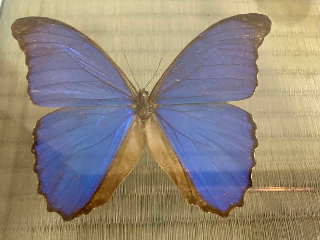 【美品】蝶の標本 青 紫 白 5匹セット