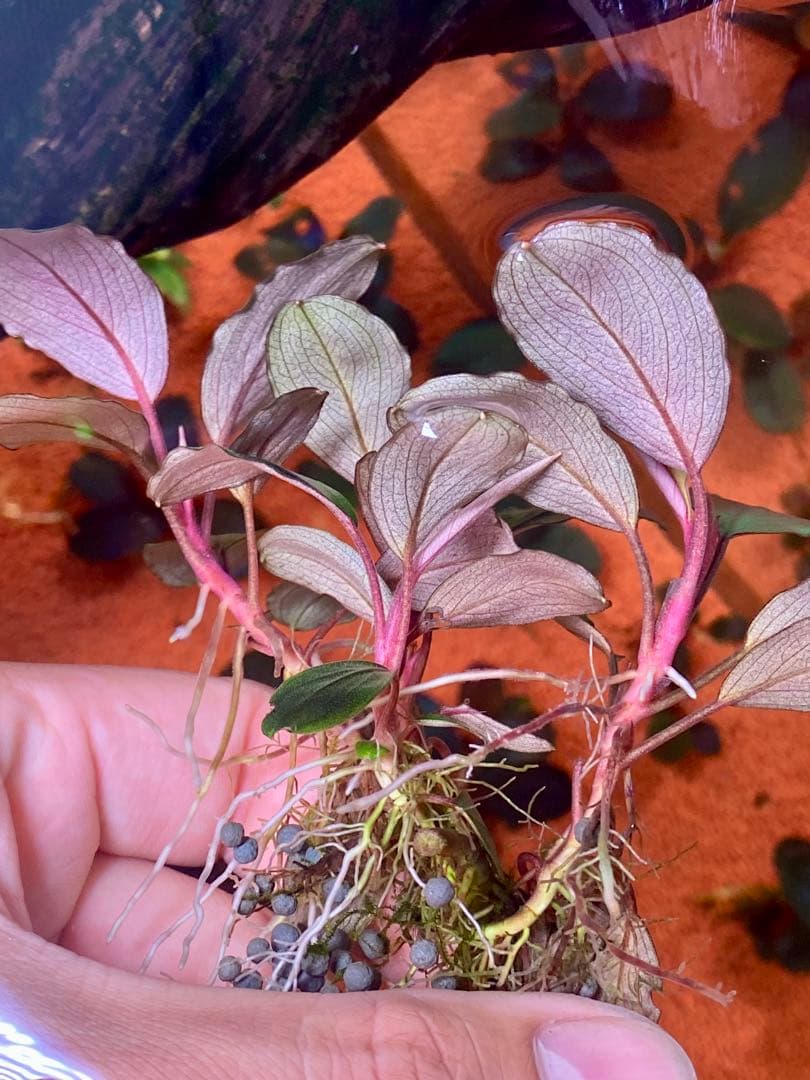 Bucephalandra sp. Shine Blue群生株 Bucephalandra sp. Blue Purple