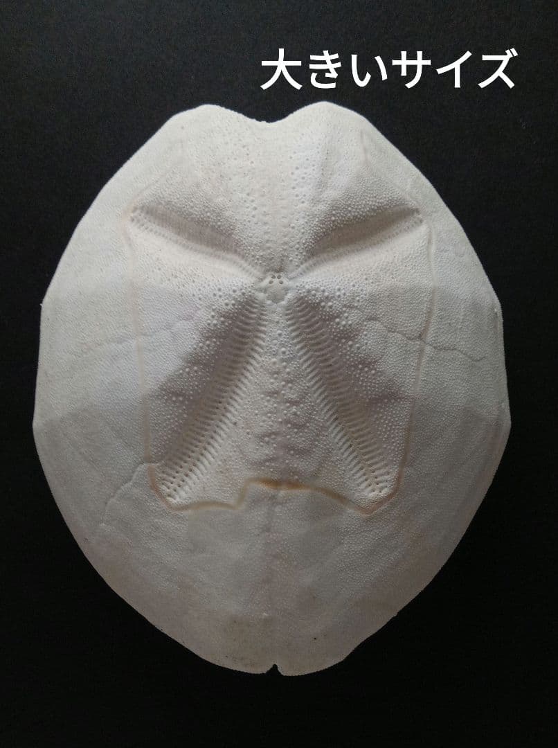 真作 代表作】 『 雪の弘前城 』AP 額装 橋本興家(裏サインあり)