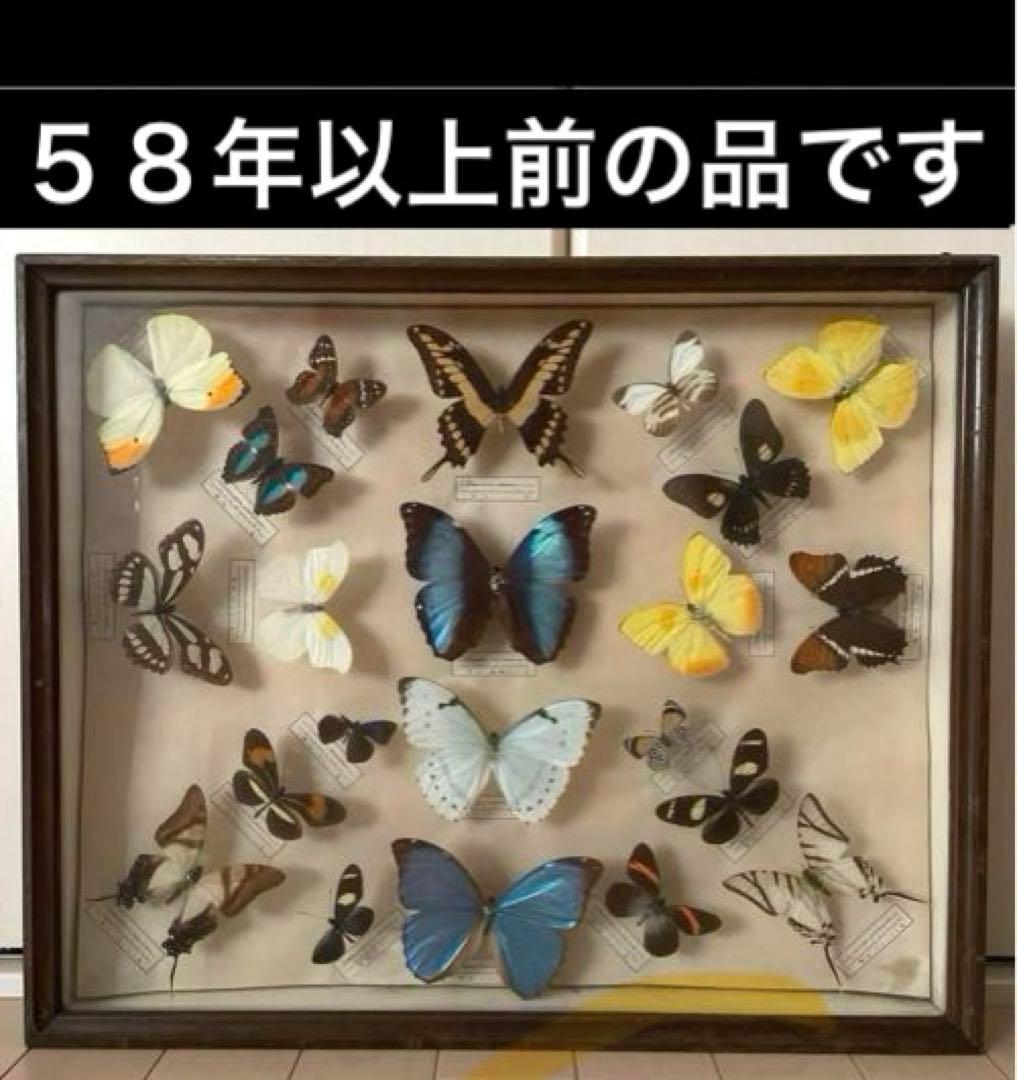 モルフォ蝶 他 アンティーク蝶標本 ヴィンテージ標本 全22種類