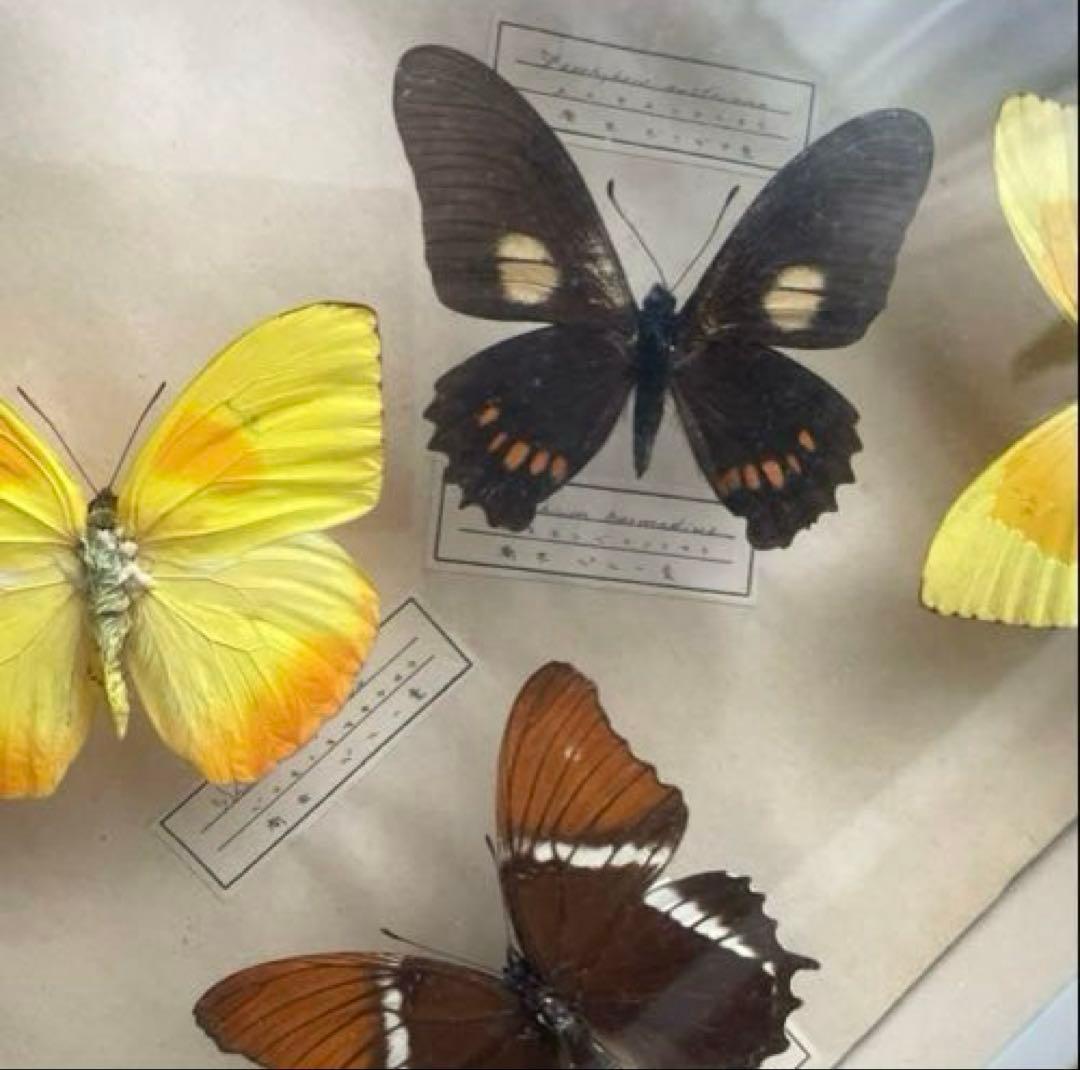 モルフォ蝶 他 アンティーク蝶標本 ヴィンテージ標本 全22種類