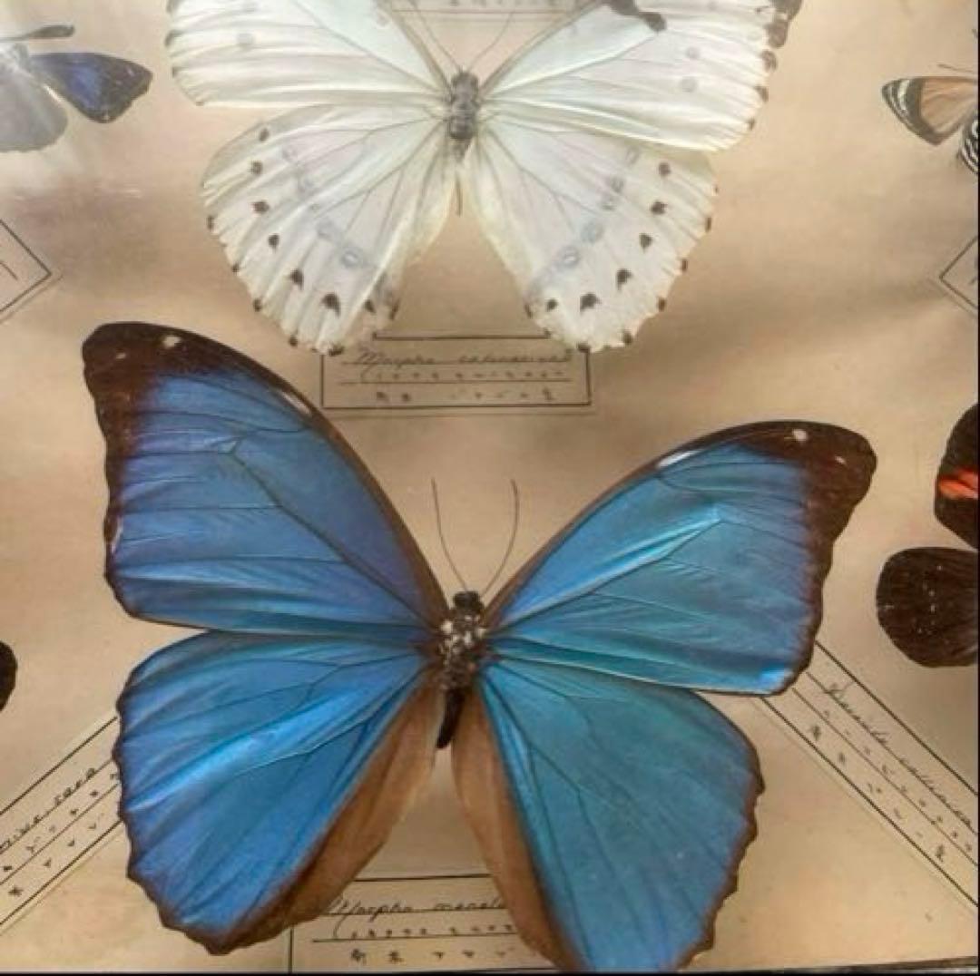 モルフォ蝶他 全22種類 蝶標本 アンティーク ヴィンテージ標本