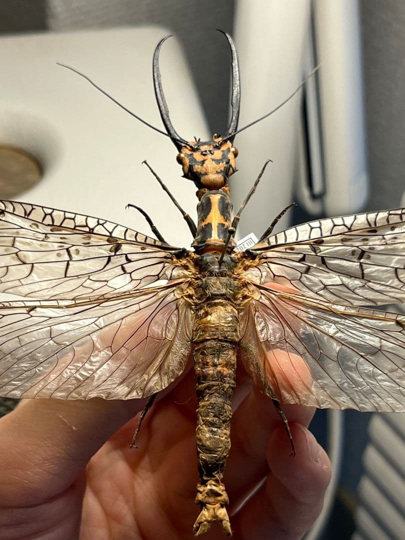 蜻蛉希少種】キマダラオオキバヘビトンボ オオアゴヘビトンボ 昆虫標本