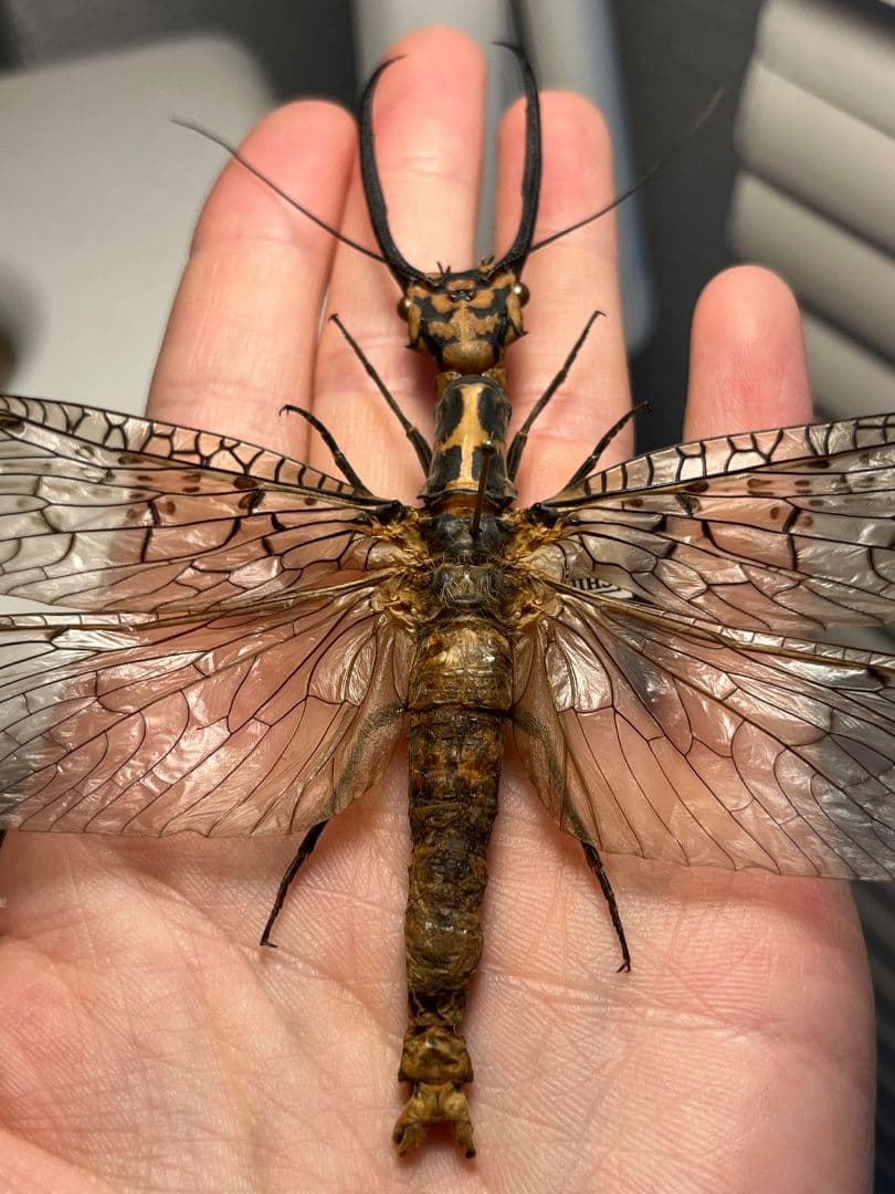 蜻蛉希少種】キマダラオオキバヘビトンボ オオアゴヘビトンボ 昆虫標本