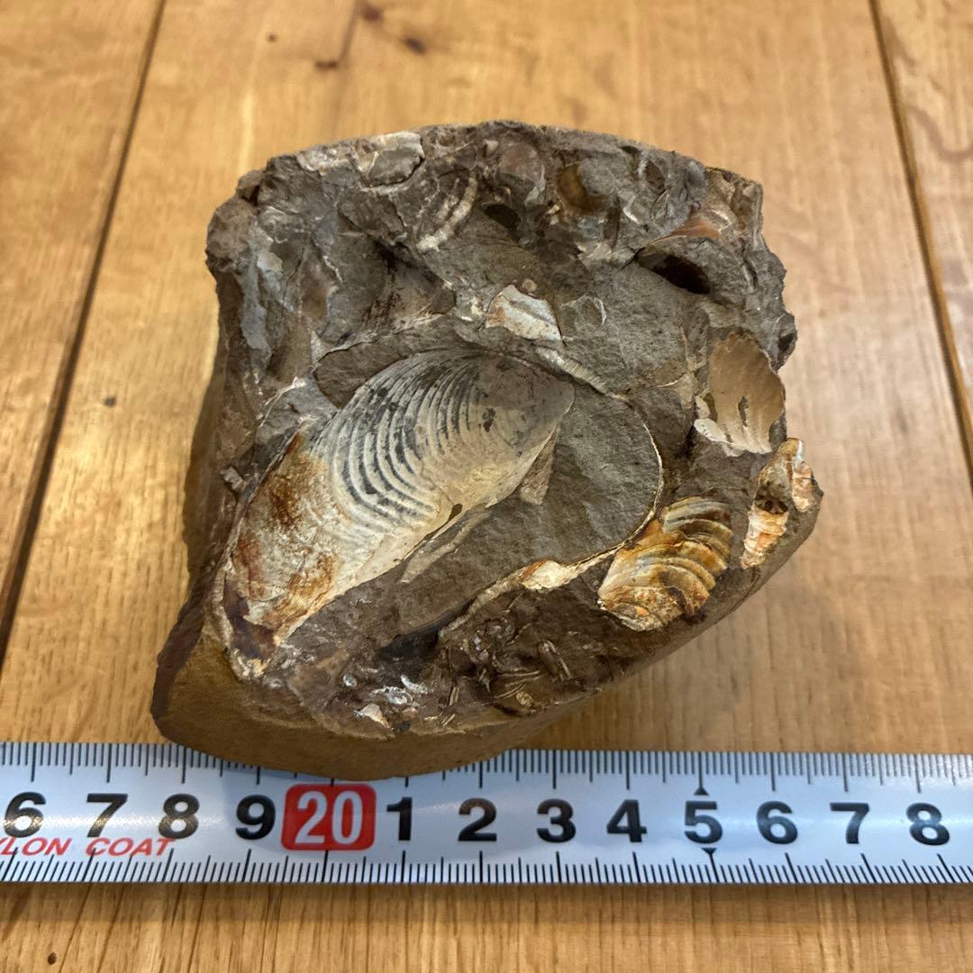 アンモナイト化石 約20cm 1997.8採掘の通販｜elegannews.com