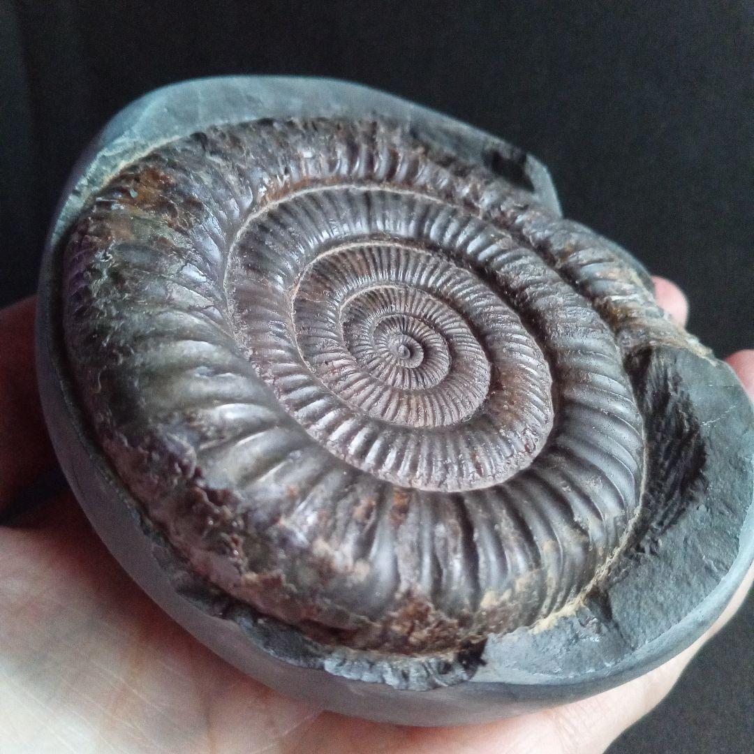 イギリス産 ジュラ紀 アンモナイト 特大 88m 美麗標本