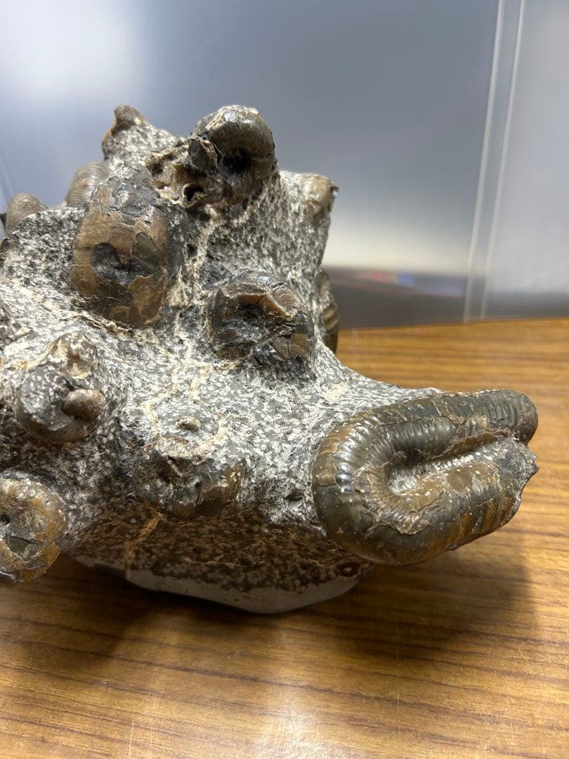 希少】異常巻きアンモナイト化石ヘテロマーファスカフィテス属4730g