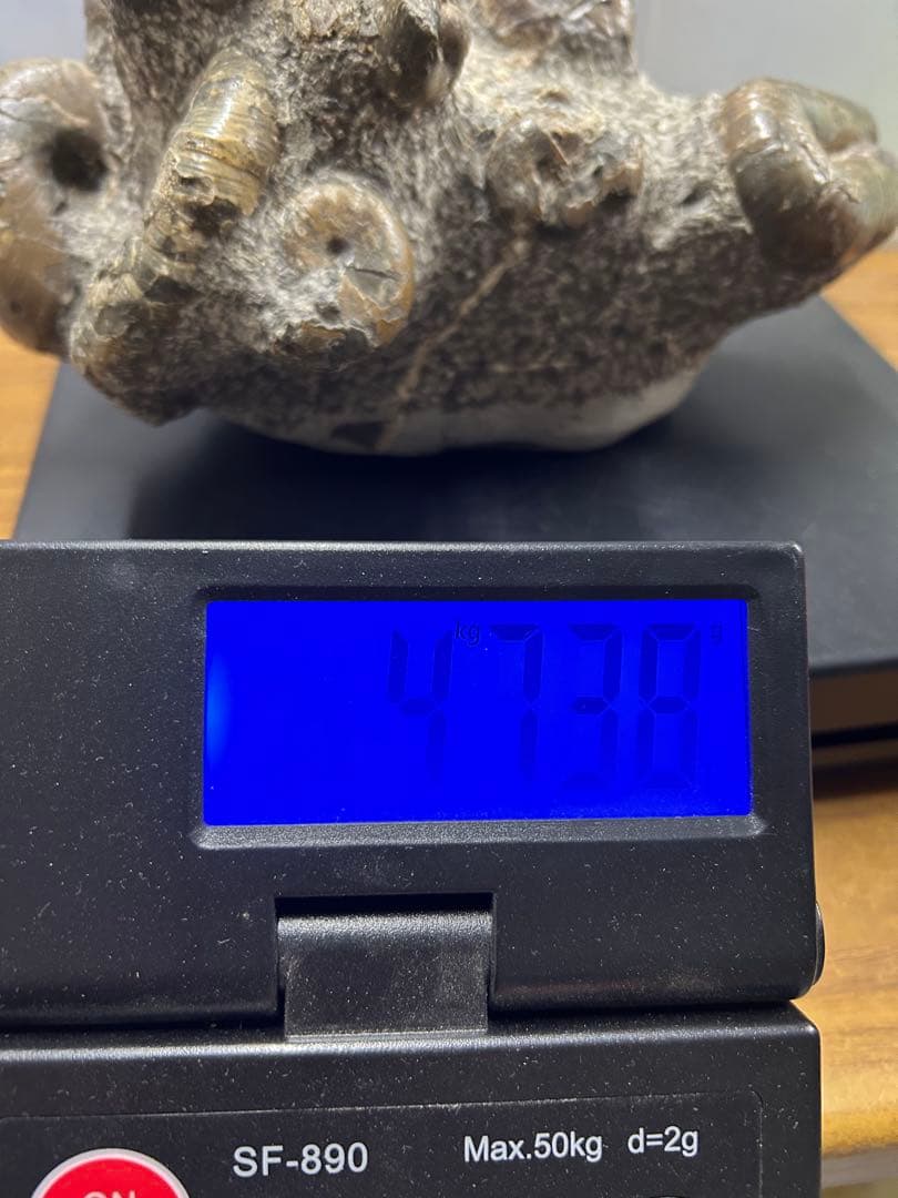 希少】異常巻きアンモナイト化石ヘテロマーファスカフィテス属4730g