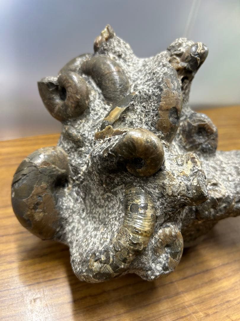 希少】異常巻きアンモナイト化石ヘテロマーファスカフィテス属4730g