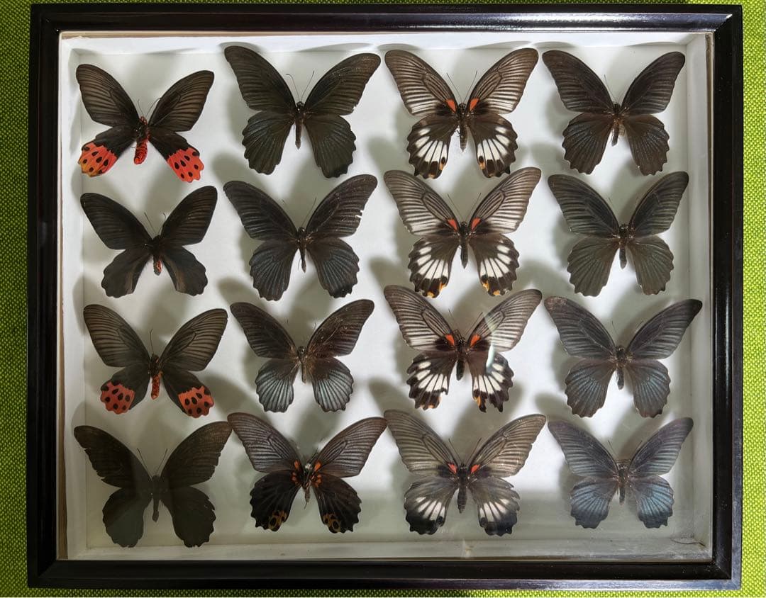 帝王蝶標本ガラス木箱現状品のみ50x41x6cm