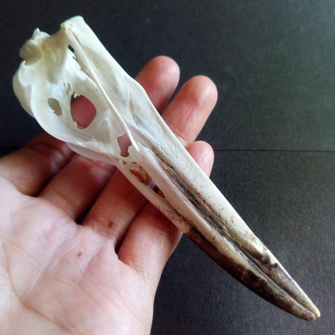 アオサギ 鷺 頭部 頭骨 スカル 極美麗標本