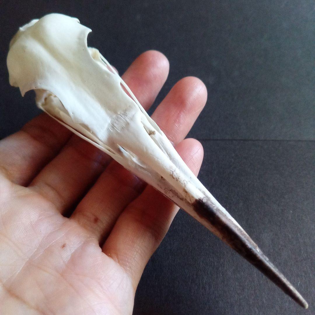 アオサギ 鷺 頭部 頭骨 スカル 極美麗標本