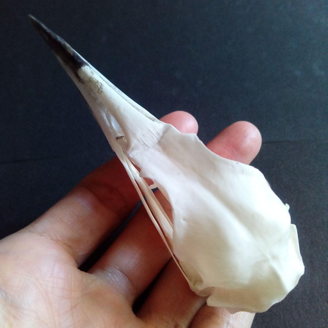 アオサギ 鷺 頭部 頭骨 スカル 極美麗標本