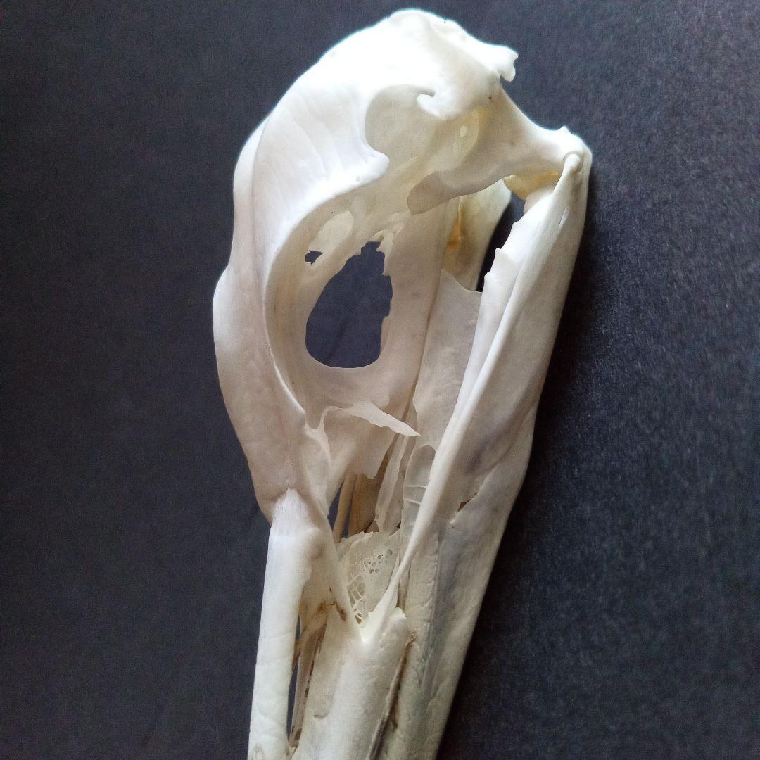 アオサギ骨格標本 | wunder アオサギ 鷺 頭部 頭骨 スカル 極美麗標本