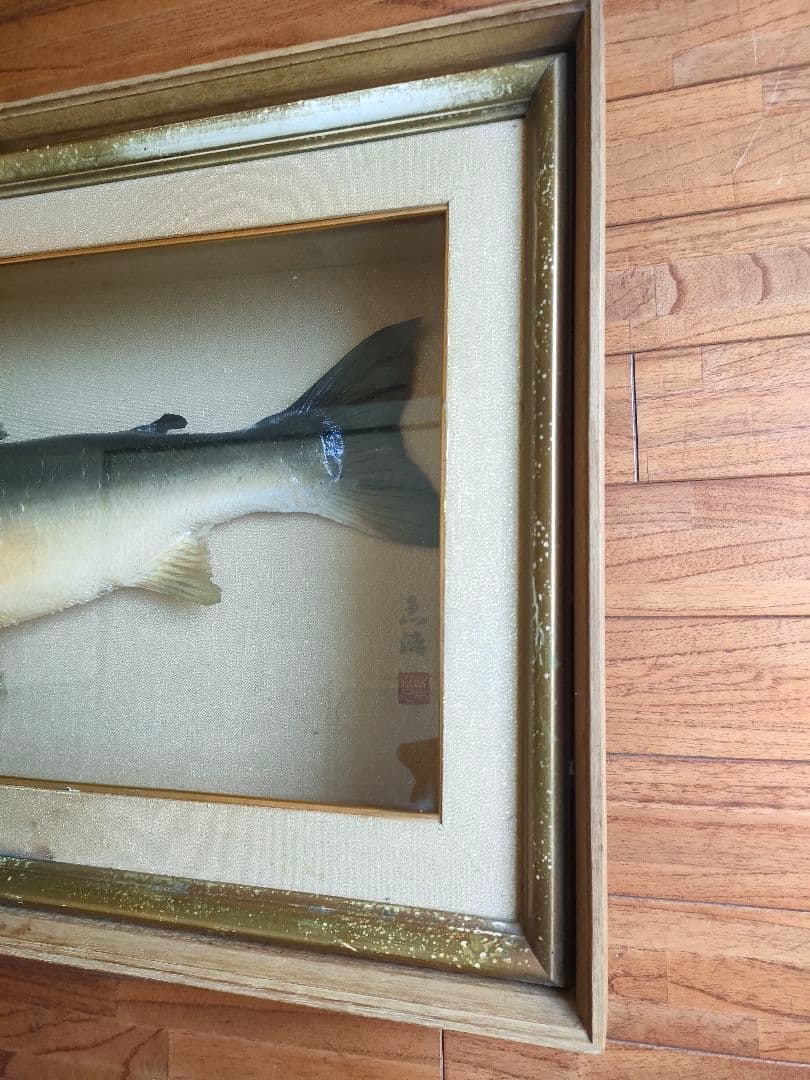 「超貴重品」大型のイトウの剥製　※取りに来られたら半額にします。