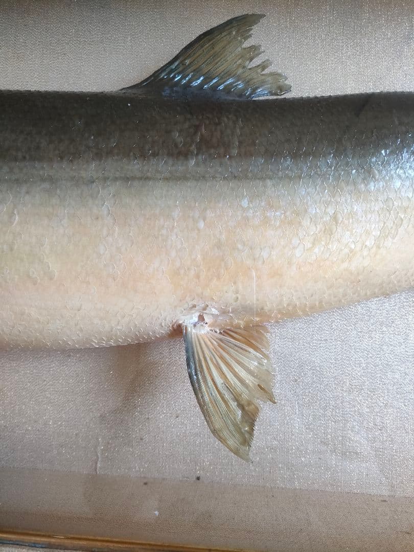 「超貴重品」大型のイトウの剥製　※取りに来られたら半額にします。