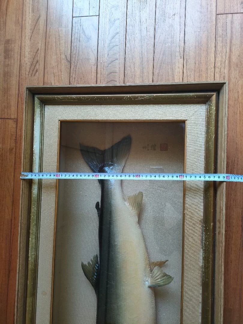 「超貴重品」大型のイトウの剥製　※取りに来られたら半額にします。