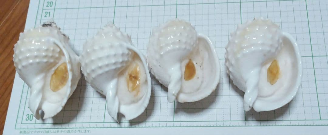 貝殻標本 カブトボラ ② 蓋つき 貝殻標本カブトボラ②蓋つき