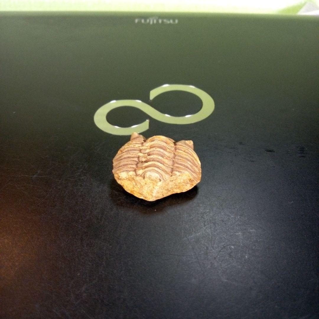 三葉虫 化石 fossil ボリビア産 trilobite 南アメリカ化石郡⑤ 美術品