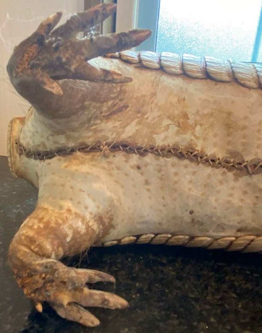 アルマジロ剥製 置物 インテリア 置き物 哺乳類 被甲目 標本 オブジェ